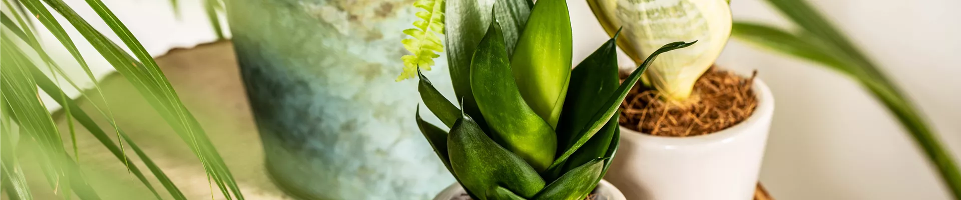 Sansevieria trifasciata Sansevieria trifasciata