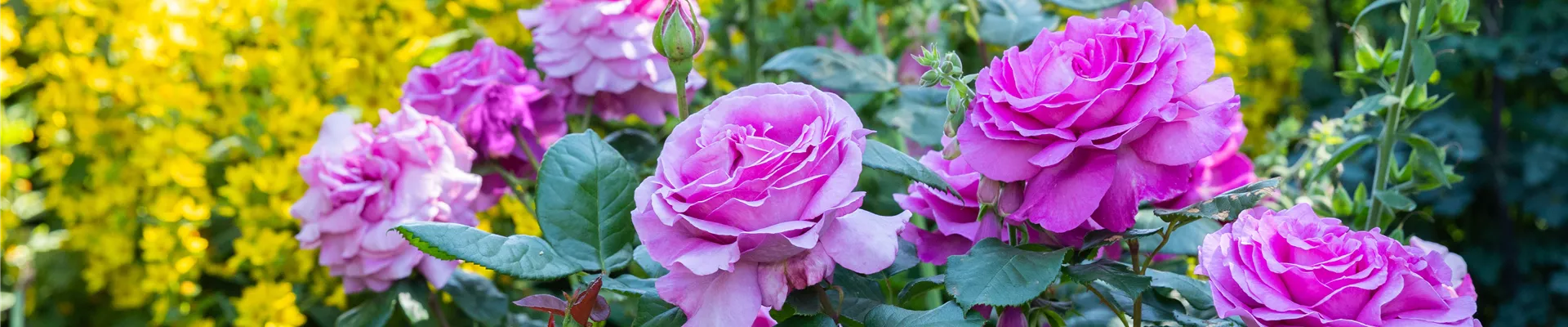 Beetrose, pink Beetrose, pink