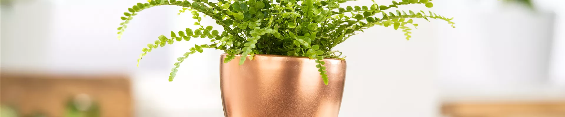 Nephrolepis exaltata 'Bostoniensis' Nephrolepis exaltata 'Bostoniensis'