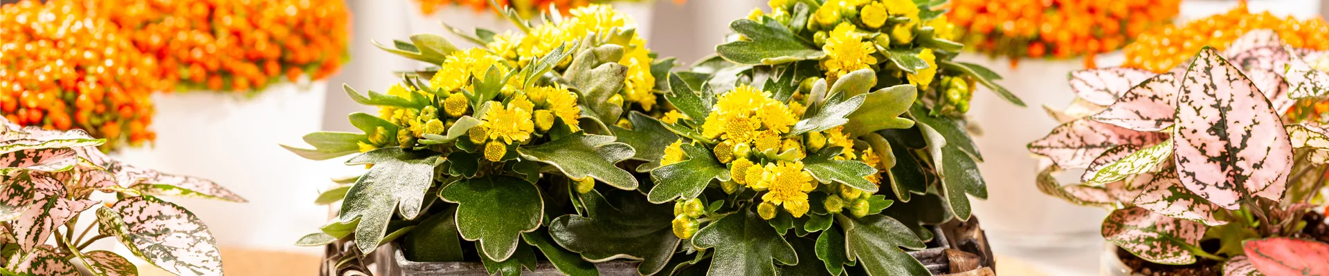 Ajania pacifica Ajania pacifica