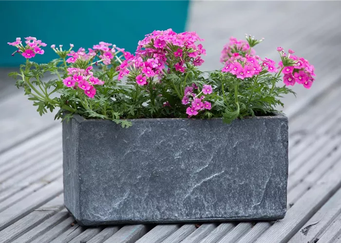 Ganzjährige Balkonpflanzen kultivieren und den Balkon genießen Ganzjährige Balkonpflanzen kultivieren und den Balkon genießen