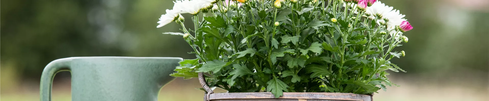 Chrysanthemum indicum 'Quatro' Chrysanthemum indicum 'Quatro'