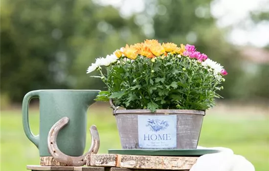 Gartengestaltung mit Pflanzgefäßen in verschiedenen Gärten Gartengestaltung mit Pflanzgefäßen in verschiedenen Gärten