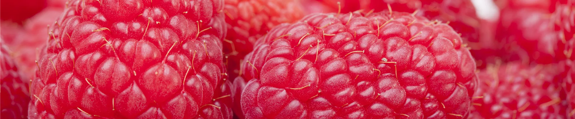 Rubus idaeus Rubus idaeus