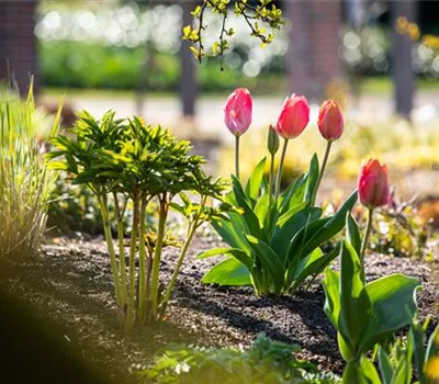 Die 9 schönsten Frühblüher für Frühlingsgefühle