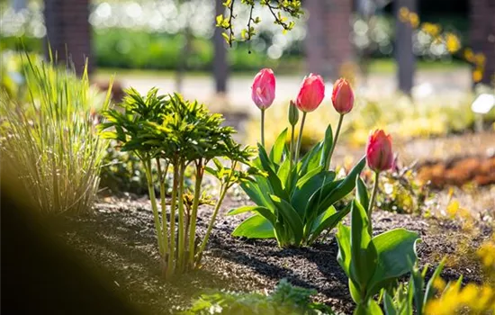 Die 9 schönsten Frühblüher für Frühlingsgefühle Die 9 schönsten Frühblüher für Frühlingsgefühle