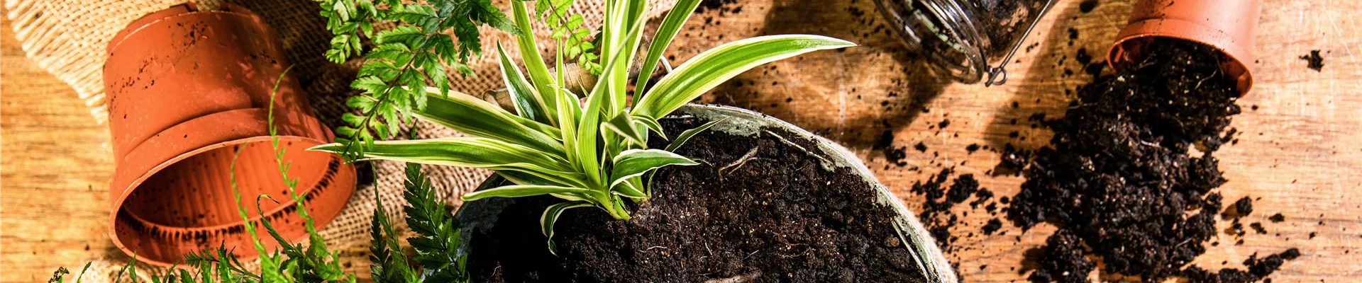 Pflanzen in Kübel mit Erde einpflanzen