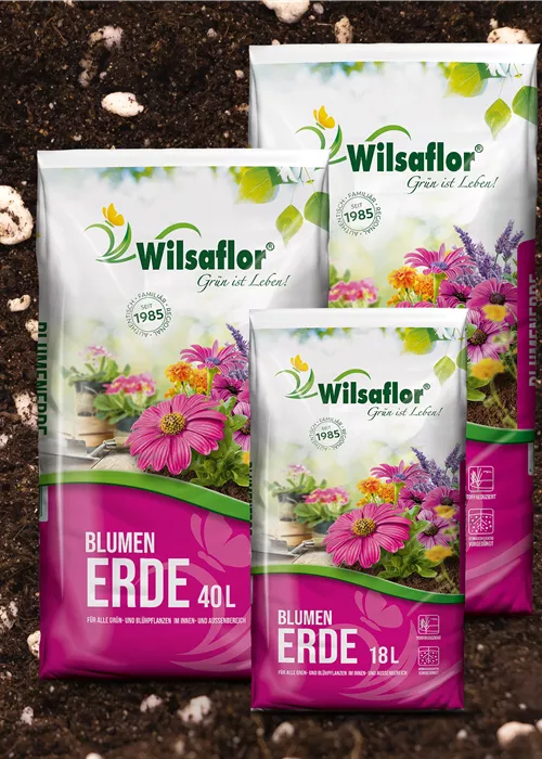 Wilsaflor Packshots PNG